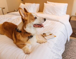 *Отель "Courtyard by Marriott Sochi Krasnaya Polyana Hotel" / "Кортъярд Марриотт Сочи Красная Поляна"